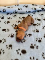Ripley, a female Rhodesian Ridgeback and Labrador Retriever for sale in Fresno, CA – 1 of 7
