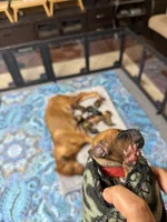 Gadget, a female Rhodesian Ridgeback and Labrador Retriever for sale in Fresno, CA – 4 of 10