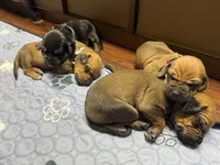 Ripley, a female Rhodesian Ridgeback and Labrador Retriever for sale in Fresno, CA – 10 of 10
