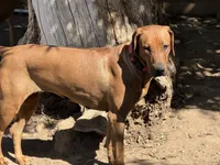 Upcoming Litter, a  Rhodesian Ridgeback and Labrador Retriever for sale in Fresno, CA – 8 of 8
