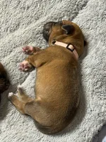 Xena, a female Rhodesian Ridgeback and Labrador Retriever for sale in Fresno, CA – 2 of 10