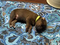 Bronson, a male Rhodesian Ridgeback and Labrador Retriever for sale in Fresno, CA – 8 of 10