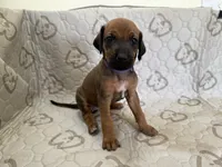 Dakota, a female Rhodesian Ridgeback and Labrador Retriever for sale in Fresno, CA – 1 of 10