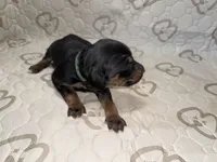 Hera, a female Rhodesian Ridgeback and Labrador Retriever for sale in Fresno, CA – 5 of 10