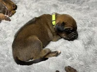 Bronson, a male Rhodesian Ridgeback and Labrador Retriever for sale in Fresno, CA – 3 of 10