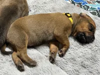 Teela, a female Rhodesian Ridgeback and Labrador Retriever for sale in Fresno, CA – 7 of 10