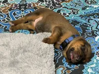 Nova, a female Rhodesian Ridgeback and Labrador Retriever for sale in Fresno, CA – 3 of 10