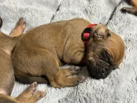 Gadget, a female Rhodesian Ridgeback and Labrador Retriever for sale in Fresno, CA – 2 of 10