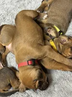 Gadget, a female Rhodesian Ridgeback and Labrador Retriever for sale in Fresno, CA – 7 of 10