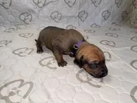 Dakota, a female Rhodesian Ridgeback and Labrador Retriever for sale in Fresno, CA – 2 of 10