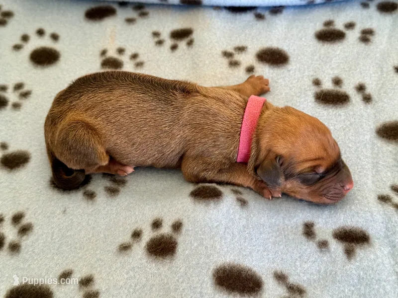 Wyatt – Rhodesian Ridgeback, Labrador Retriever puppy for sale in Fresno, CA