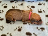 Wyatt, a male Rhodesian Ridgeback and Labrador Retriever for sale in Fresno, CA – 1 of 8