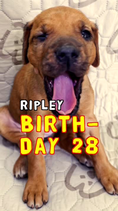 Ripley, a female Rhodesian Ridgeback and Labrador Retriever for sale in Fresno, CA – 2 of 10