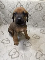 Dakota, a female Rhodesian Ridgeback and Labrador Retriever for sale in Fresno, CA – 6 of 10