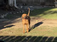 Upcoming Litter, a  Rhodesian Ridgeback and Labrador Retriever for sale in Fresno, CA – 5 of 8