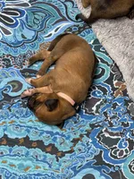 Xena, a female Rhodesian Ridgeback and Labrador Retriever for sale in Fresno, CA – 6 of 10
