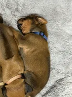 Nova, a female Rhodesian Ridgeback and Labrador Retriever for sale in Fresno, CA – 5 of 10