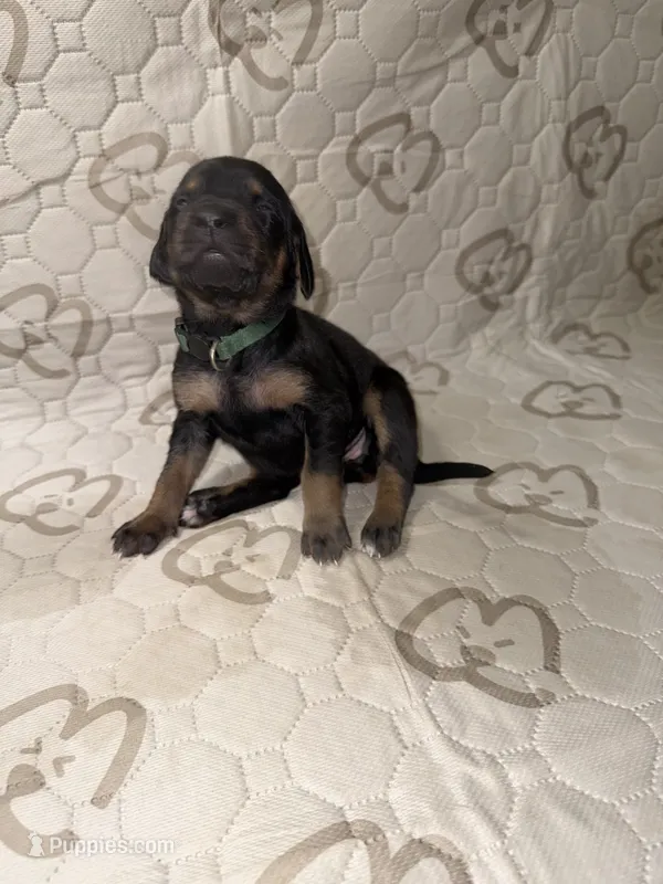 Hera – Rhodesian Ridgeback, Labrador Retriever puppy for sale in Fresno, CA