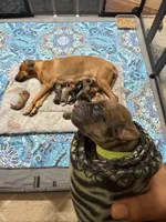 Bronson, a male Rhodesian Ridgeback and Labrador Retriever for sale in Fresno, CA – 6 of 10