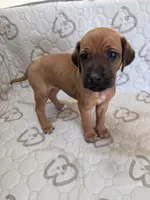Gadget, a female Rhodesian Ridgeback and Labrador Retriever for sale in Fresno, CA – 1 of 10