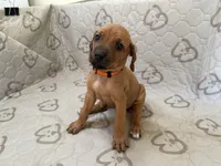 Ripley, a female Rhodesian Ridgeback and Labrador Retriever for sale in Fresno, CA – 9 of 10