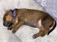 Dakota, a female Rhodesian Ridgeback and Labrador Retriever for sale in Fresno, CA – 6 of 10