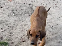 Eighta, a female Rhodesian Ridgeback and Labrador Retriever for sale in Fresno, CA – Photo 7 of 9