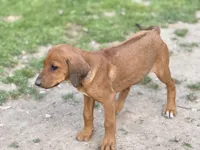 Eighta, a female Rhodesian Ridgeback and Labrador Retriever for sale in Fresno, CA – Photo 2 of 9