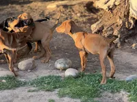 Eighta, a female Rhodesian Ridgeback and Labrador Retriever for sale in Fresno, CA – Photo 6 of 9