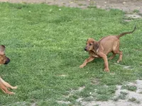 Eighta, a female Rhodesian Ridgeback and Labrador Retriever for sale in Fresno, CA – Photo 9 of 9