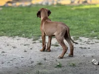 Eighta, a female Rhodesian Ridgeback and Labrador Retriever for sale in Fresno, CA – Photo 5 of 9