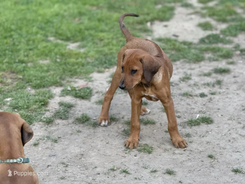 Eighta – Rhodesian Ridgeback, Labrador Retriever puppy for sale in Fresno, CA