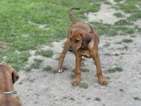 Eighta, a female Rhodesian Ridgeback and Labrador Retriever for sale in Fresno, CA – Photo 1 of 9