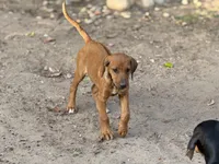 Eighta, a female Rhodesian Ridgeback and Labrador Retriever for sale in Fresno, CA – Photo 4 of 9