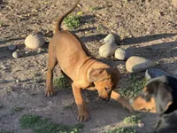 Eighta, a female Rhodesian Ridgeback and Labrador Retriever for sale in Fresno, CA – Photo 3 of 9