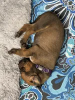 Dakota, a female Rhodesian Ridgeback and Labrador Retriever for sale in Fresno, CA – 4 of 10