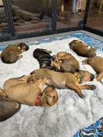 Teela, a female Rhodesian Ridgeback and Labrador Retriever for sale in Fresno, CA – 6 of 10