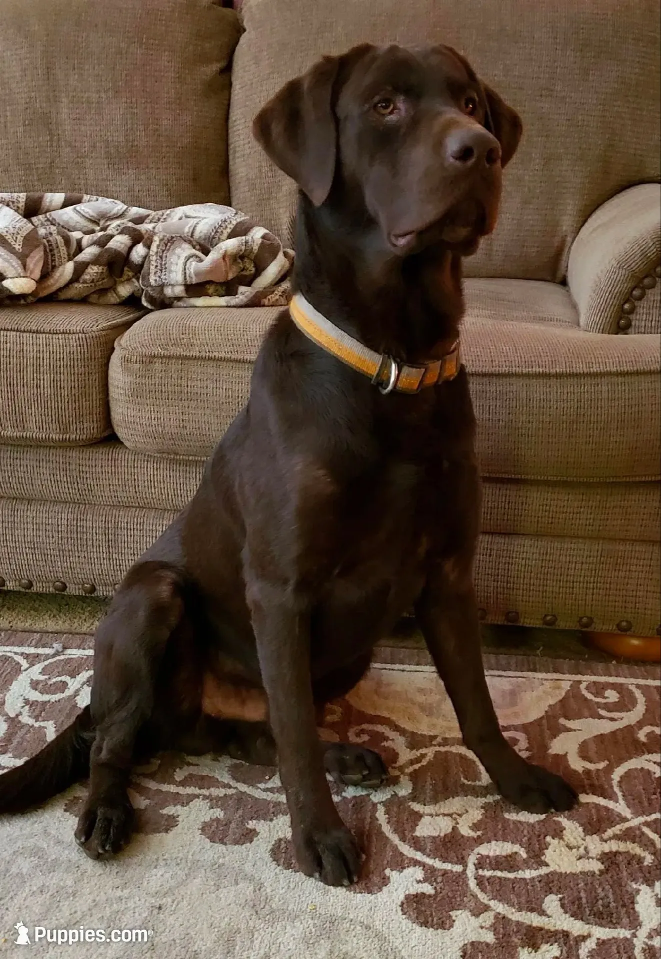 Wyatt, a male Rhodesian Ridgeback and Labrador Retriever for sale in Fresno, CA – 8 of 8
