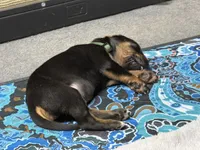 Hera, a female Rhodesian Ridgeback and Labrador Retriever for sale in Fresno, CA – 2 of 10