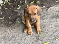 Dimo, a male Rhodesian Ridgeback and Labrador Retriever for sale in Fresno, CA – Photo 7 of 9