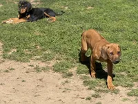 Dimo, a male Rhodesian Ridgeback and Labrador Retriever for sale in Fresno, CA – Photo 9 of 9