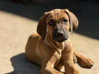 Dimo, a male Rhodesian Ridgeback and Labrador Retriever for sale in Fresno, CA – Photo 1 of 9