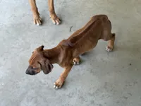 Dimo, a male Rhodesian Ridgeback and Labrador Retriever for sale in Fresno, CA – Photo 3 of 9