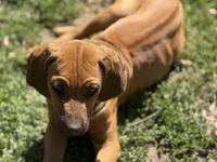 Dimo, a male Rhodesian Ridgeback and Labrador Retriever for sale in Fresno, CA – Photo 5 of 9