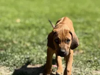 Dimo, a male Rhodesian Ridgeback and Labrador Retriever for sale in Fresno, CA – Photo 2 of 9