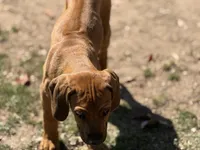 Dimo, a male Rhodesian Ridgeback and Labrador Retriever for sale in Fresno, CA – Photo 4 of 9