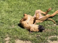 Dimo, a male Rhodesian Ridgeback and Labrador Retriever for sale in Fresno, CA – Photo 8 of 9