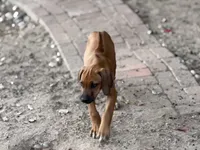 Dimo, a male Rhodesian Ridgeback and Labrador Retriever for sale in Fresno, CA – Photo 6 of 9