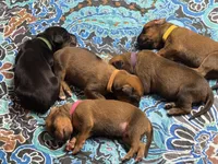 Bison, a male Rhodesian Ridgeback and Labrador Retriever for sale in Fresno, CA – 8 of 10