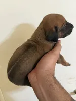 Samson Jr, a male Rhodesian Ridgeback and Labrador Retriever for sale in Fresno, CA – Photo 7 of 7